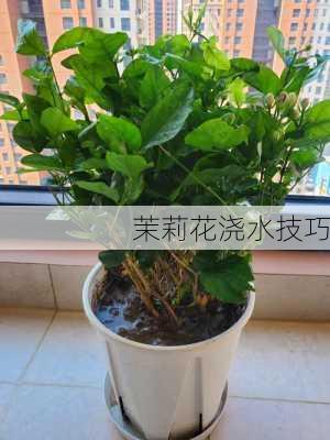 茉莉花浇水技巧