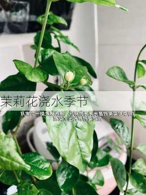 茉莉花浇水季节