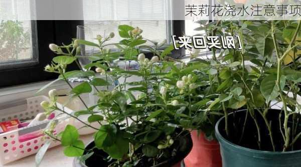 茉莉花浇水注意事项