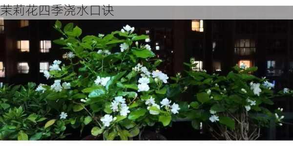 茉莉花四季浇水口诀