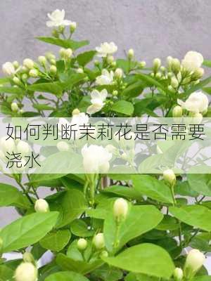 如何判断茉莉花是否需要浇水