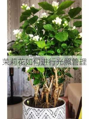 茉莉花如何进行光照管理