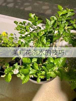 茉莉花浇水的技巧