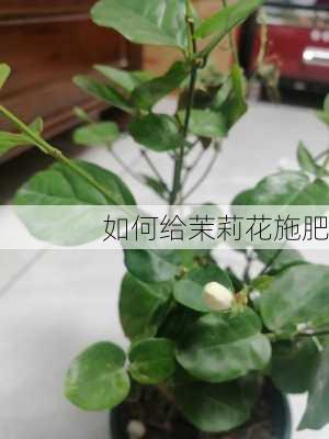 如何给茉莉花施肥