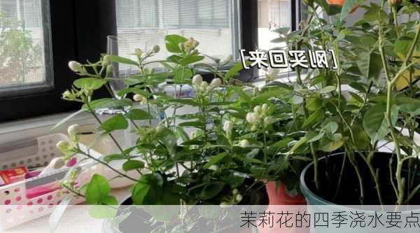 茉莉花的四季浇水要点