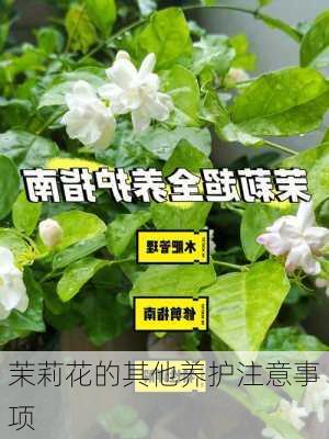 茉莉花的其他养护注意事项