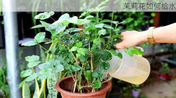 茉莉花如何给水