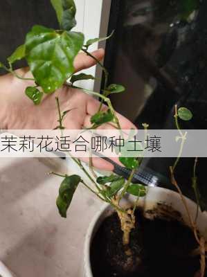 茉莉花适合哪种土壤