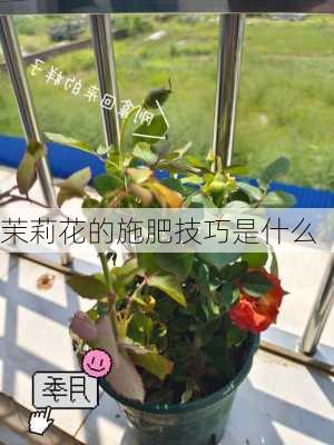 茉莉花的施肥技巧是什么