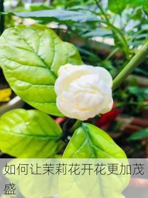 如何让茉莉花开花更加茂盛