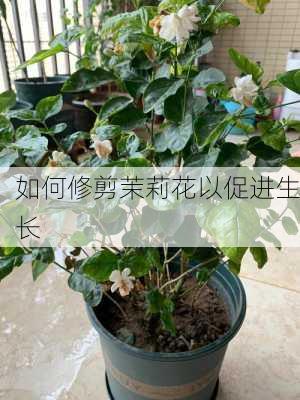 如何修剪茉莉花以促进生长