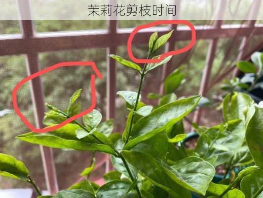 茉莉花剪枝时间