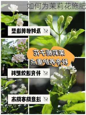 如何为茉莉花施肥