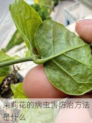 茉莉花的病虫害防治方法是什么