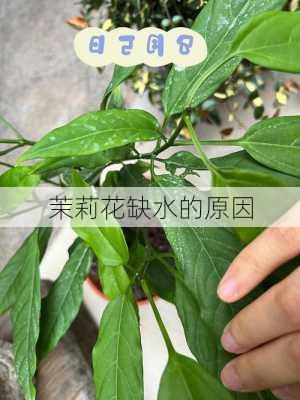 茉莉花缺水的原因