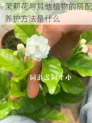 茉莉花与其他植物的搭配养护方法是什么