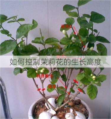 如何控制茉莉花的生长高度