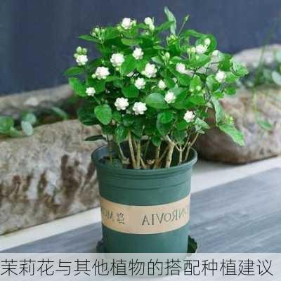 茉莉花与其他植物的搭配种植建议