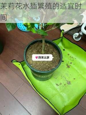 茉莉花水插繁殖的适宜时间