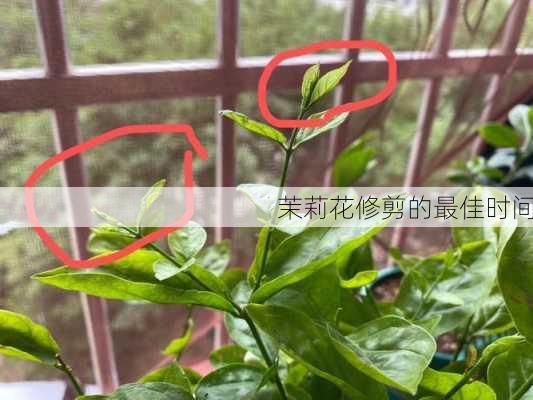 茉莉花修剪的最佳时间