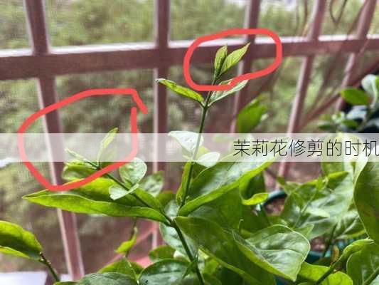 茉莉花修剪的时机