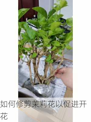 如何修剪茉莉花以促进开花