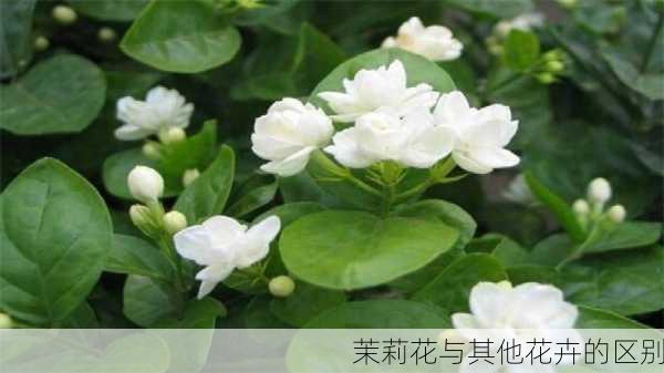 茉莉花与其他花卉的区别