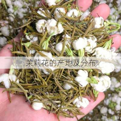 茉莉花的产地及分布