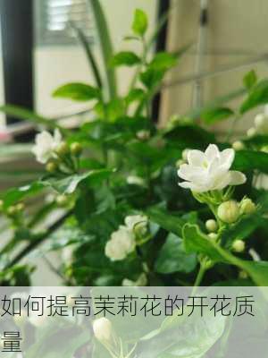 如何提高茉莉花的开花质量