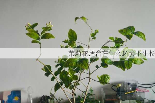 茉莉花适合在什么环境下生长