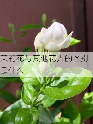 茉莉花与其他花卉的区别是什么