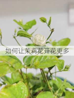 如何让茉莉花开花更多