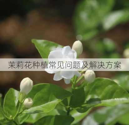 茉莉花种植常见问题及解决方案