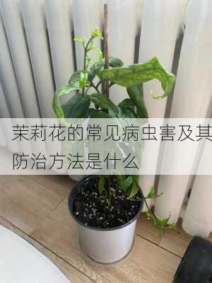 茉莉花的常见病虫害及其防治方法是什么