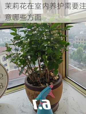 茉莉花在室内养护需要注意哪些方面