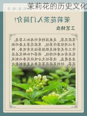 茉莉花的历史文化