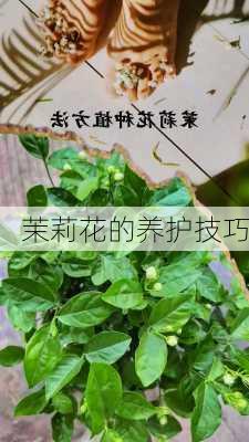 茉莉花的养护技巧