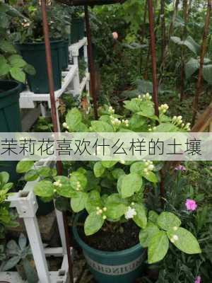 茉莉花喜欢什么样的土壤