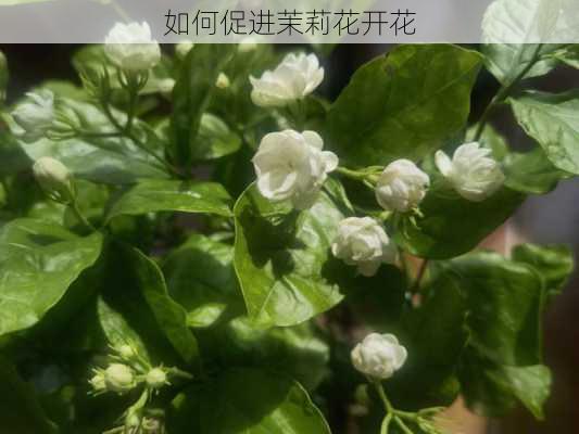 如何促进茉莉花开花