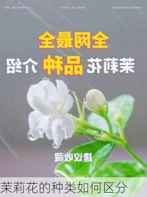 茉莉花的种类如何区分