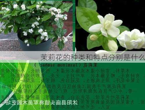 茉莉花的种类和特点分别是什么