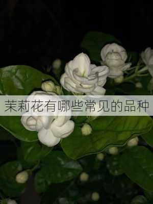 茉莉花有哪些常见的品种