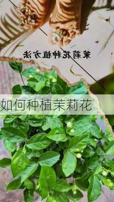 如何种植茉莉花