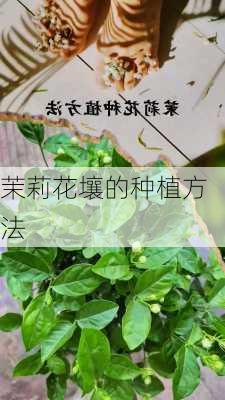 茉莉花壤的种植方法