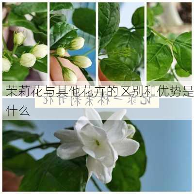 茉莉花与其他花卉的区别和优势是什么