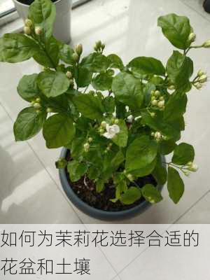 如何为茉莉花选择合适的花盆和土壤