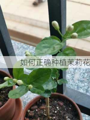 如何正确种植茉莉花