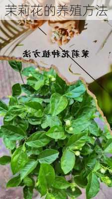 茉莉花的养殖方法