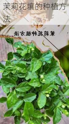 茉莉花壤的种植方法