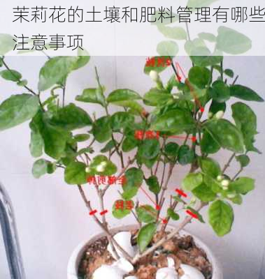 茉莉花的土壤和肥料管理有哪些注意事项